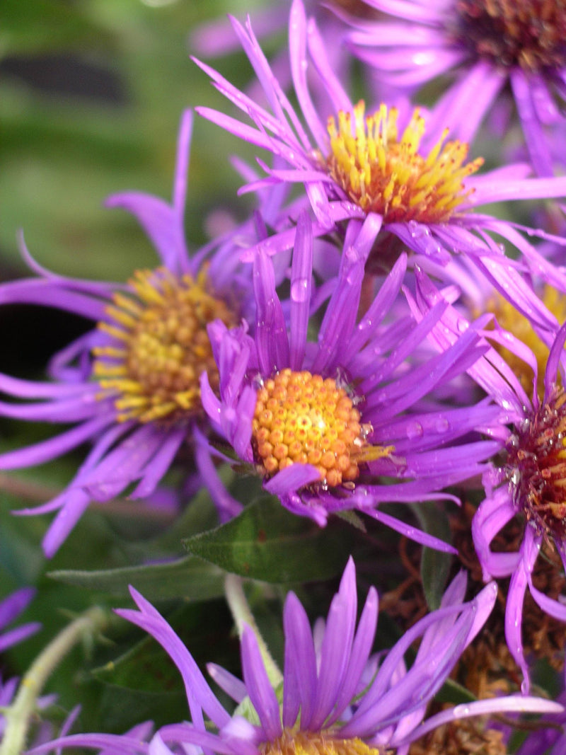 Aster Hella Lacy - 1 Gallon