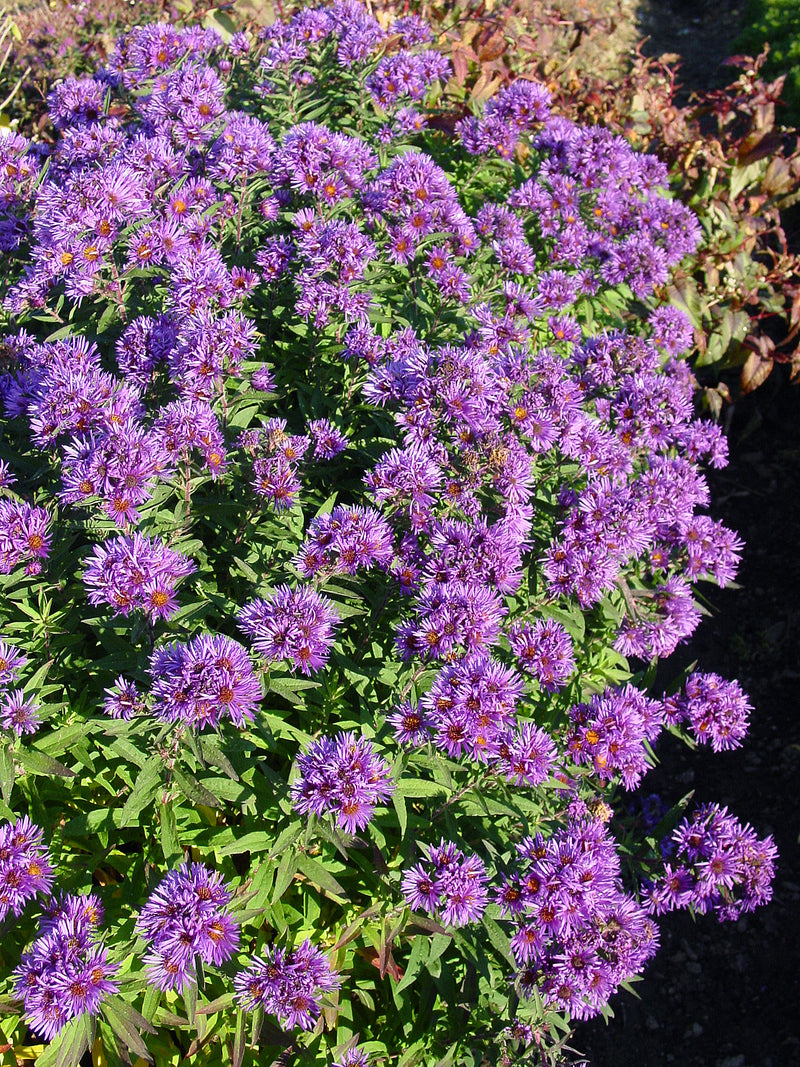 Aster Hella Lacy - 1 Gallon