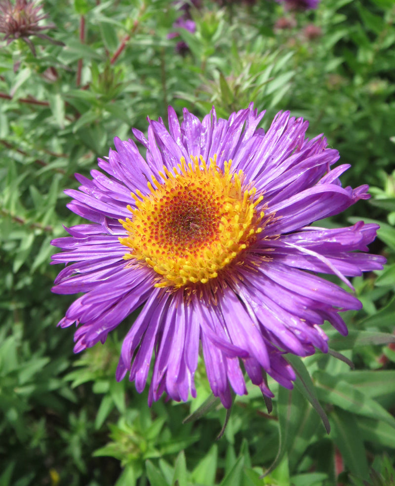 Aster Hella Lacy - 1 Gallon