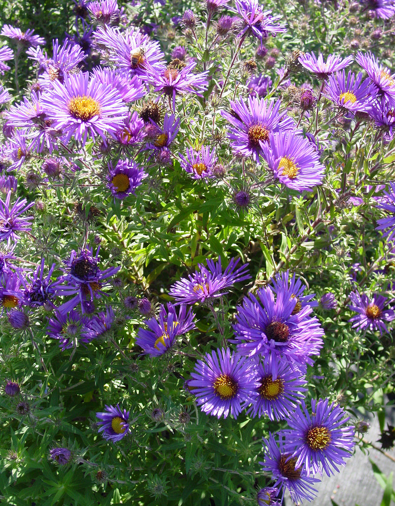 Aster Hella Lacy - 1 Gallon