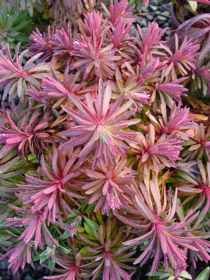 Euphorbia martinii - 1 Gallon