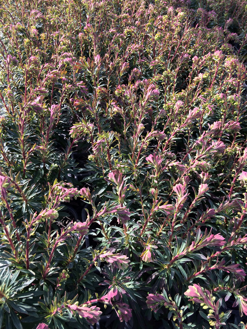 Euphorbia martinii - 1 Gallon