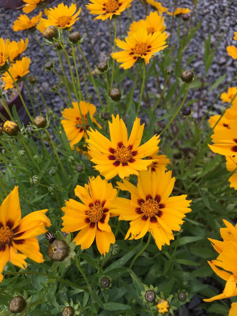Coreopsis Sterntaler - 3.5"