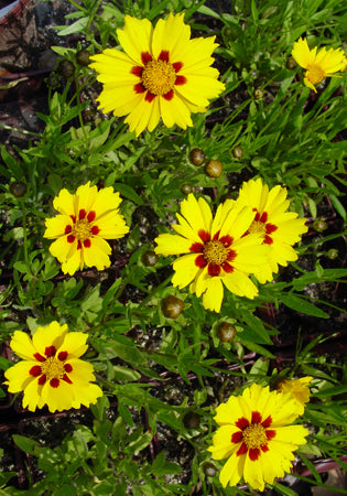 Coreopsis Sterntaler - 3.5"