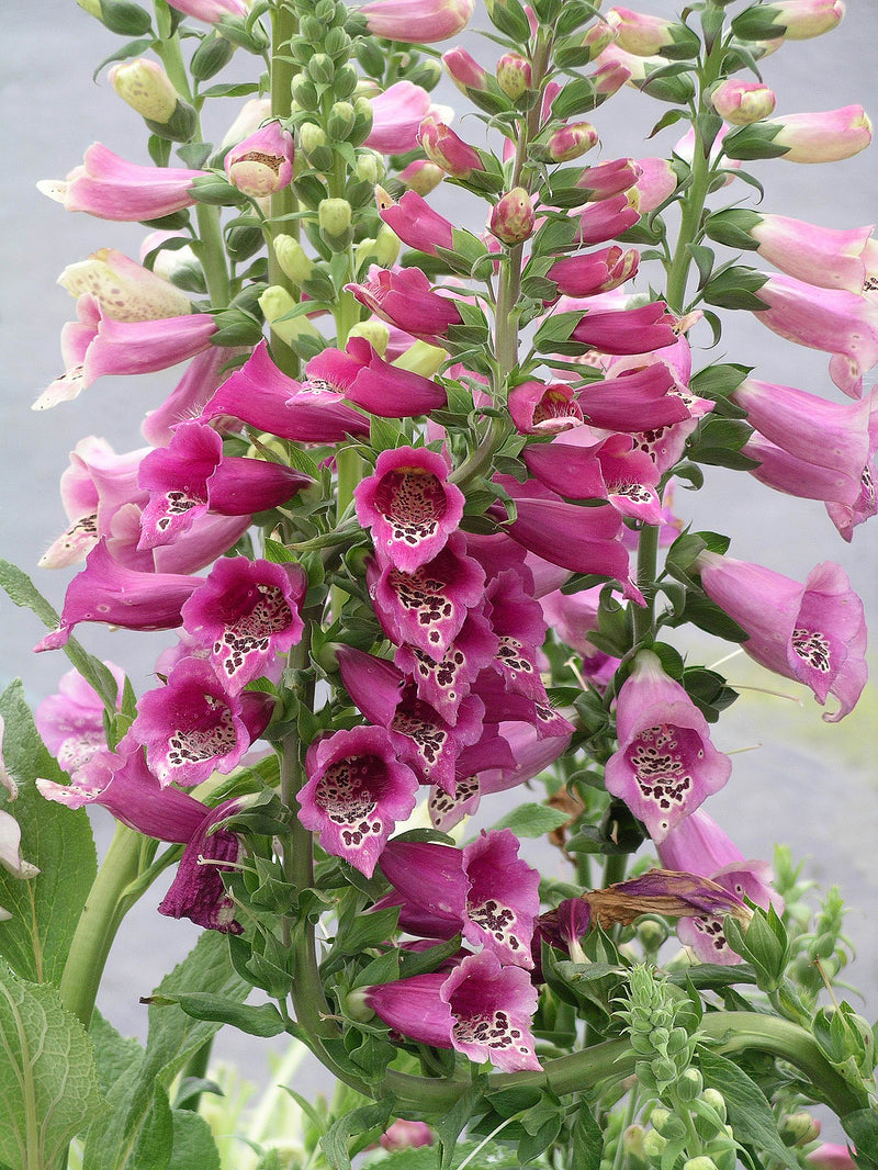 Digitalis Gloxiniaeflora - 3.5"