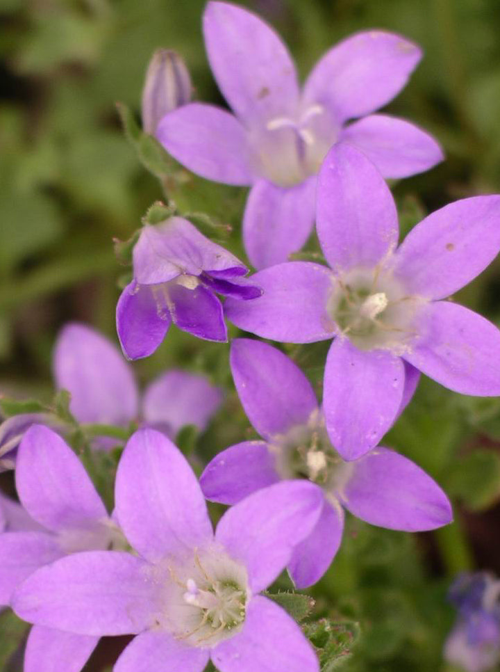 Campanula portenschlagiana - 3.5"