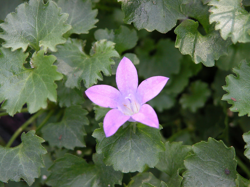 Campanula portenschlagiana - 3.5"