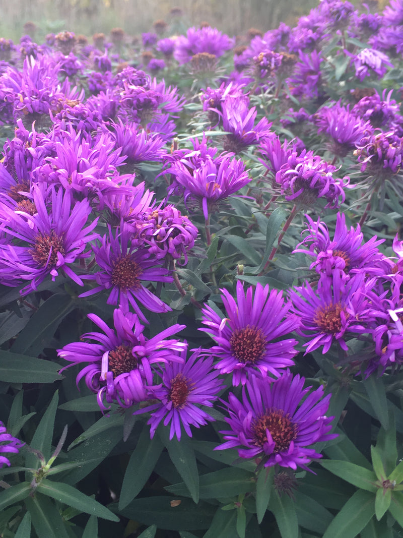Aster Purple Dome - 1 Gallon