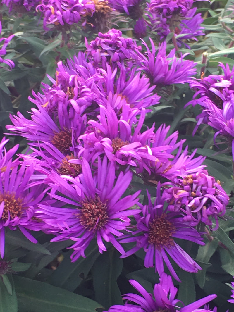 Aster Purple Dome - 1 Gallon