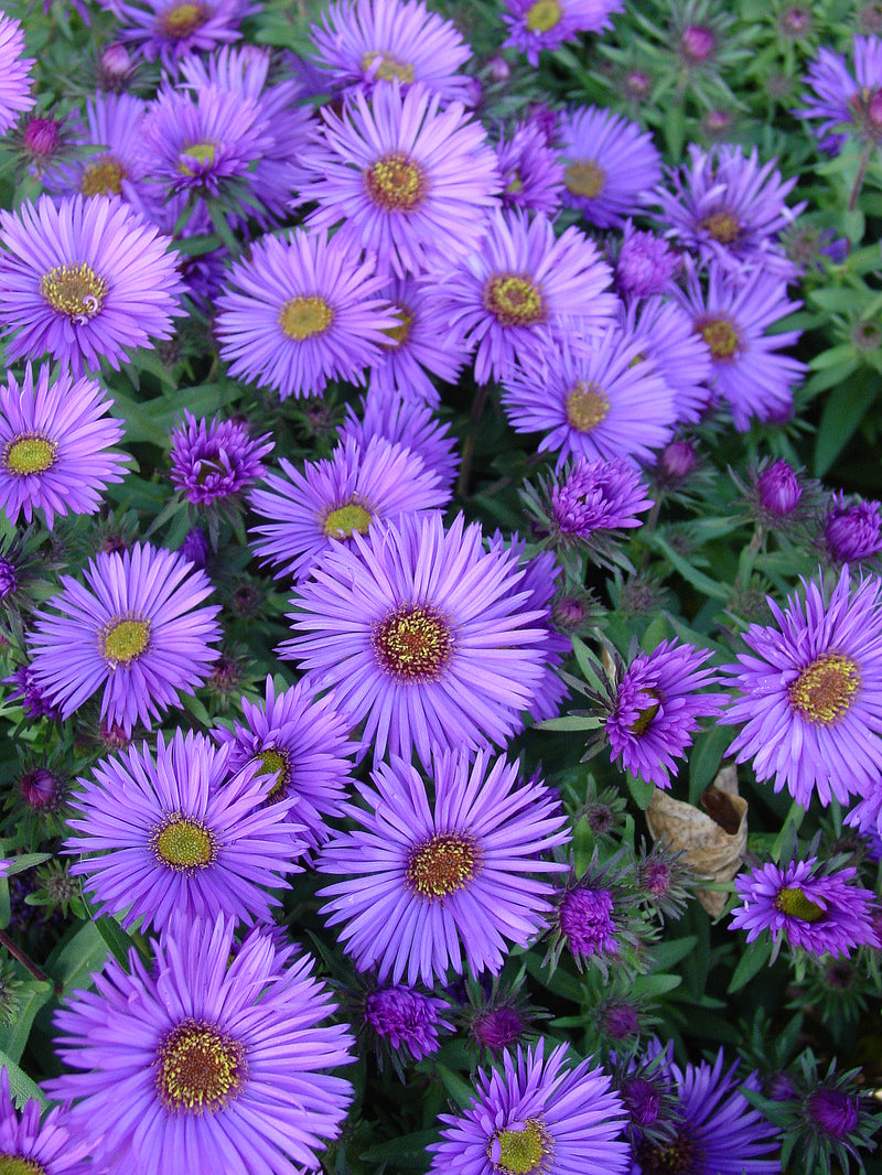 Aster Purple Dome - 1 Gallon