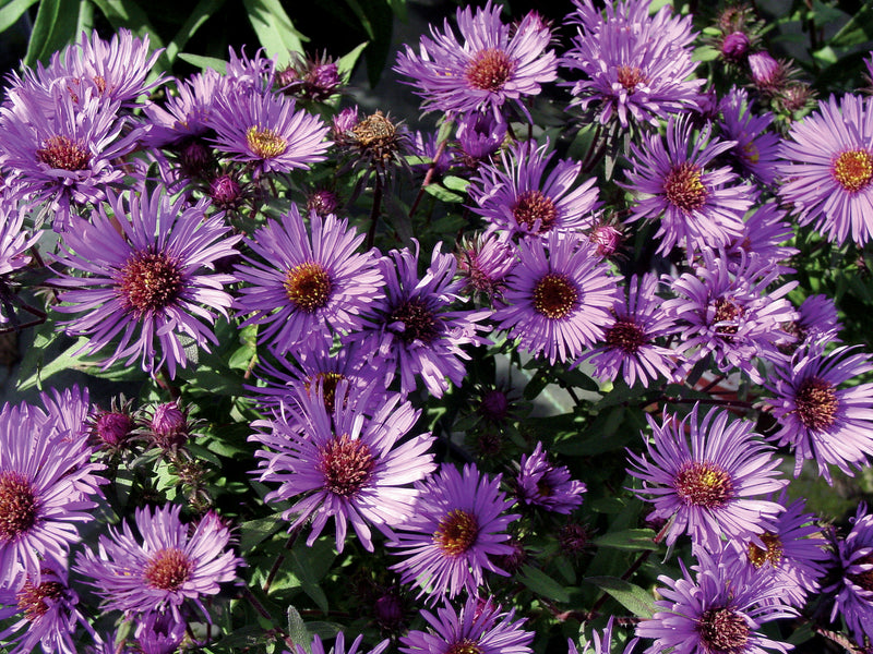Aster Purple Dome - 1 Gallon