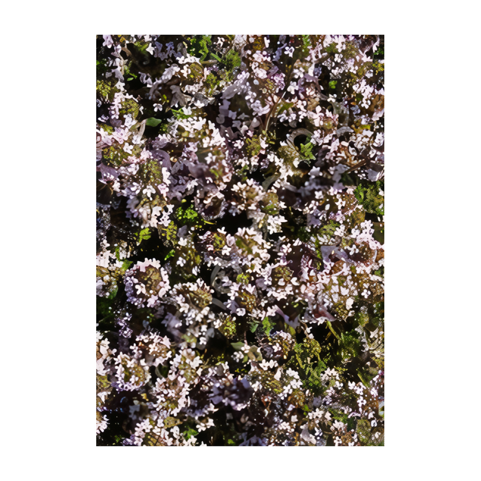 CLASS: The Green Carpet - Designing with Ground Cover