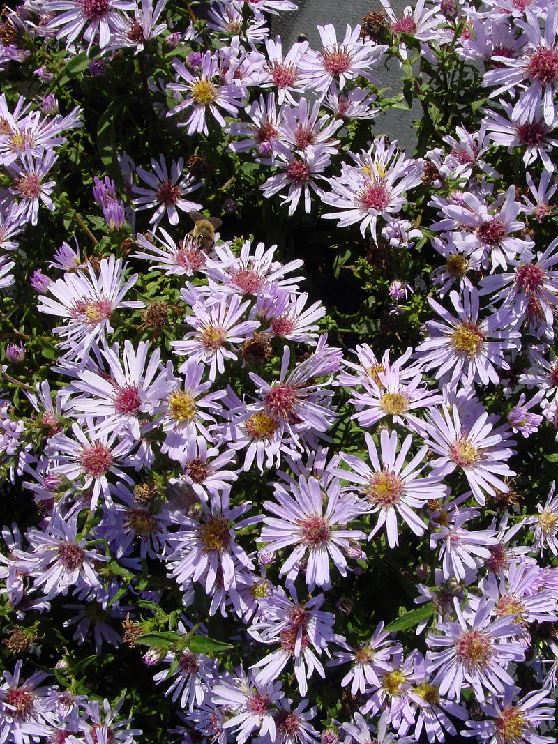 Aster Coombe Fishacre - Quart