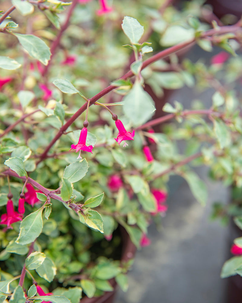 Fuchsia Variegated Lottie Hobb - 1 Gallon