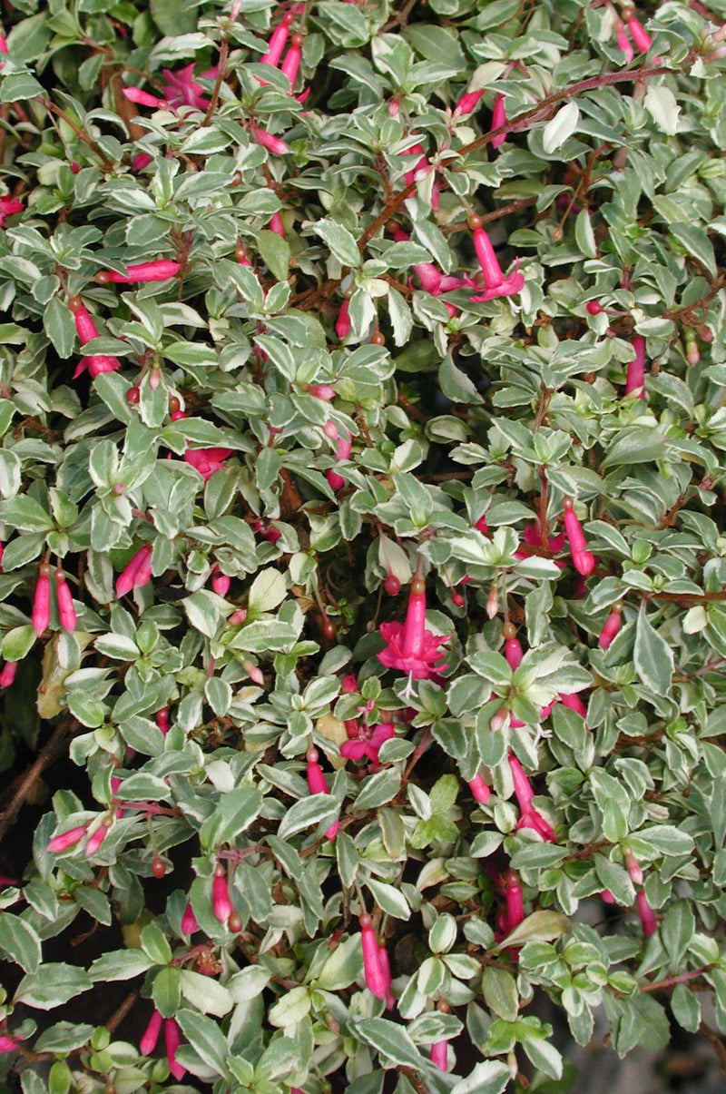 Fuchsia Variegated Lottie Hobb - 1 Gallon