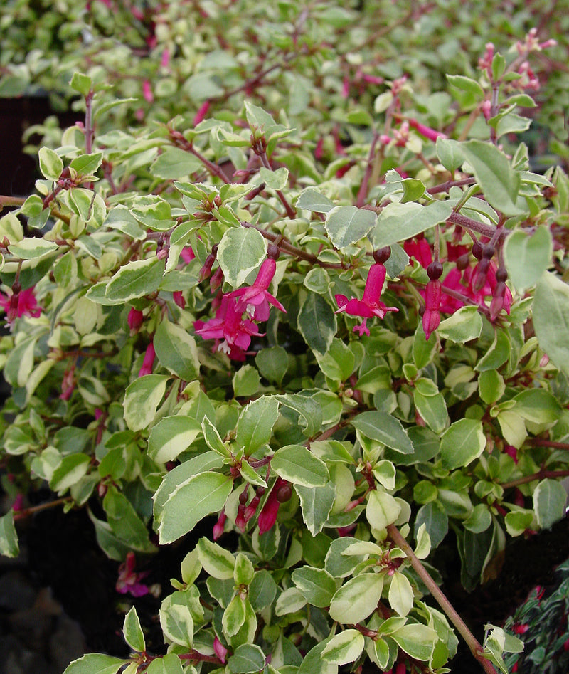 Fuchsia Variegated Lottie Hobb - 1 Gallon