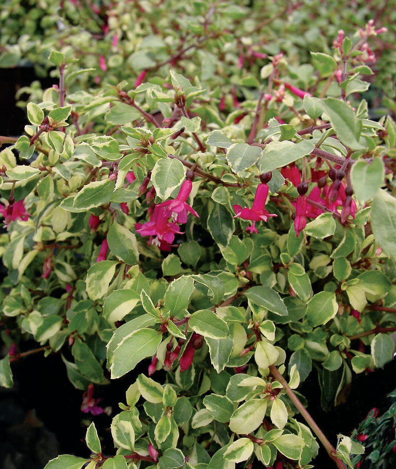 Fuchsia Variegated Lottie Hobb - 1 Gallon