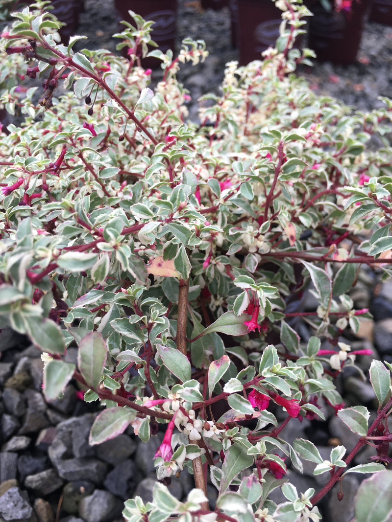 Fuchsia Variegated Lottie Hobb - 1 Gallon