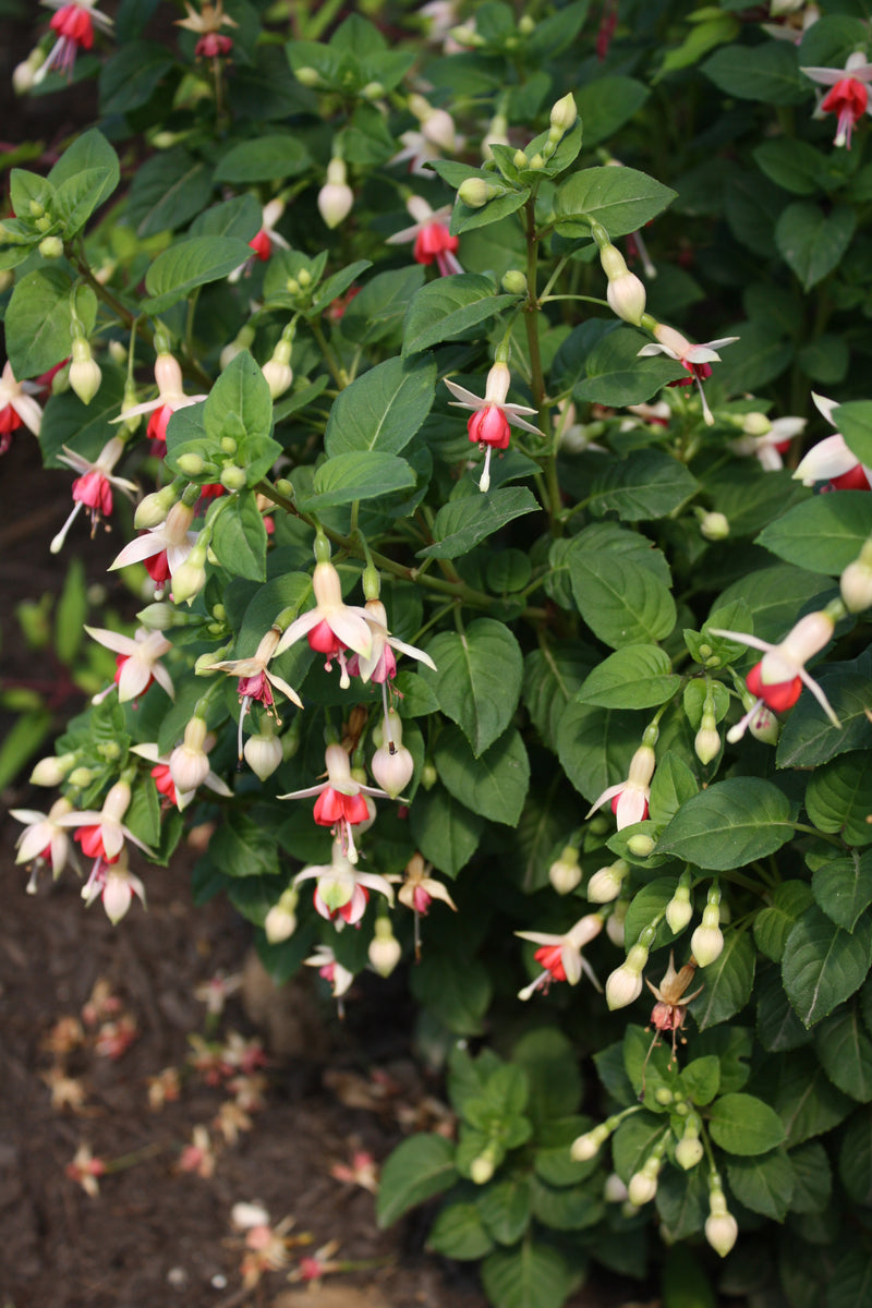 Fuchsia Galadriel - 1 Gallon