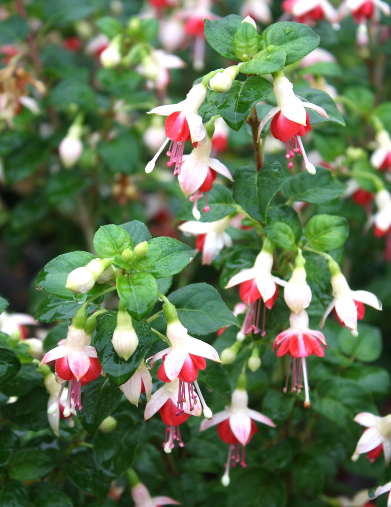 Fuchsia Galadriel - 1 Gallon