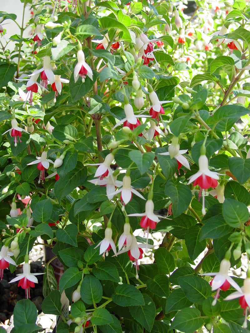 Fuchsia Galadriel - 1 Gallon