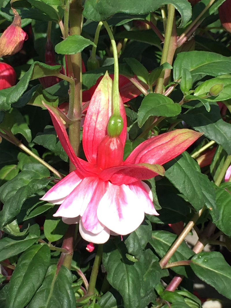 Fuchsia Galadriel - 1 Gallon