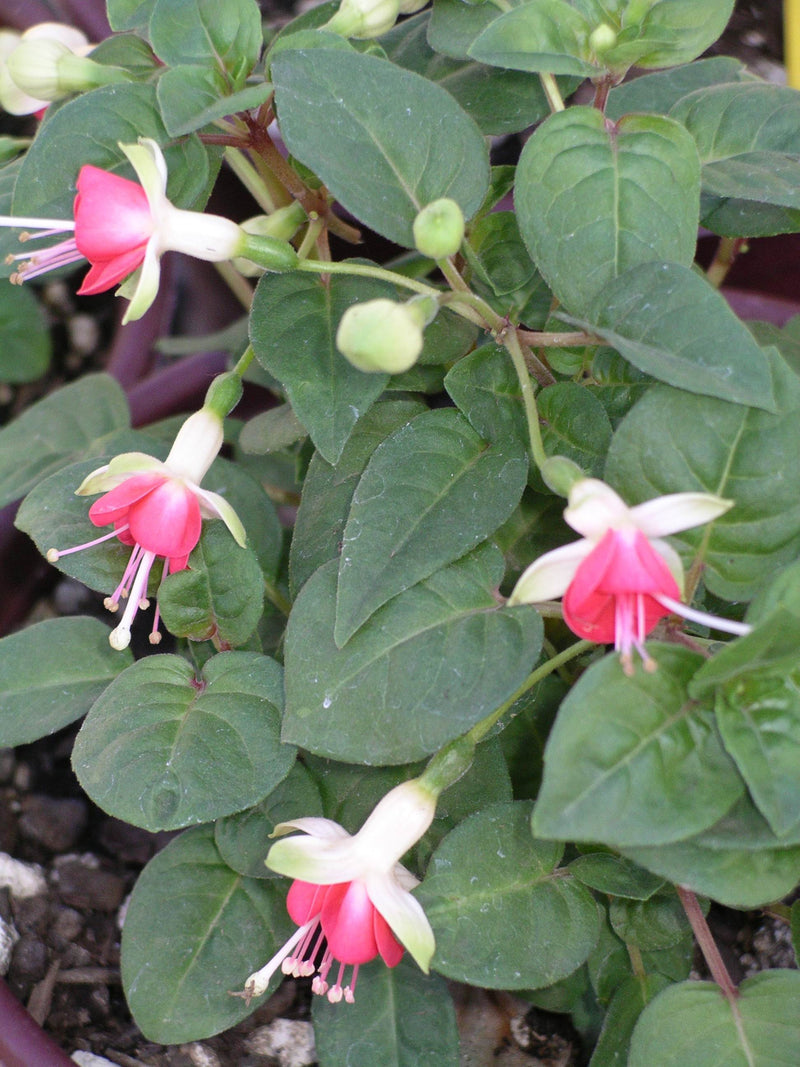 Fuchsia Galadriel - 1 Gallon
