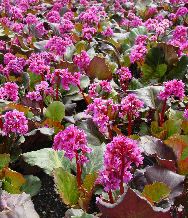 Bergenia Abendglut (Evening Glow) - 1 Gallon