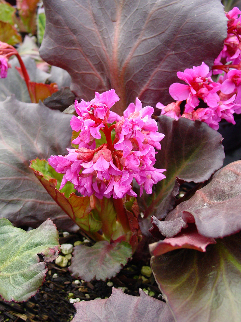 Bergenia Abendglut (Evening Glow) - 1 Gallon