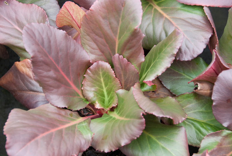 Bergenia Abendglut (Evening Glow) - 1 Gallon