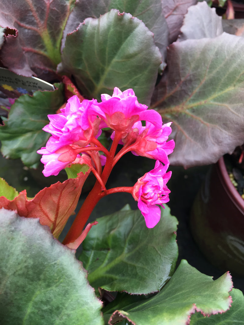 Bergenia Abendglut (Evening Glow) - 1 Gallon