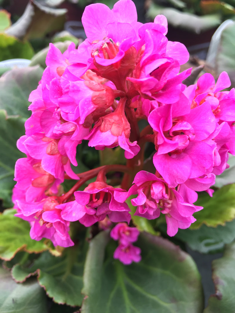 Bergenia Abendglut (Evening Glow) - 1 Gallon
