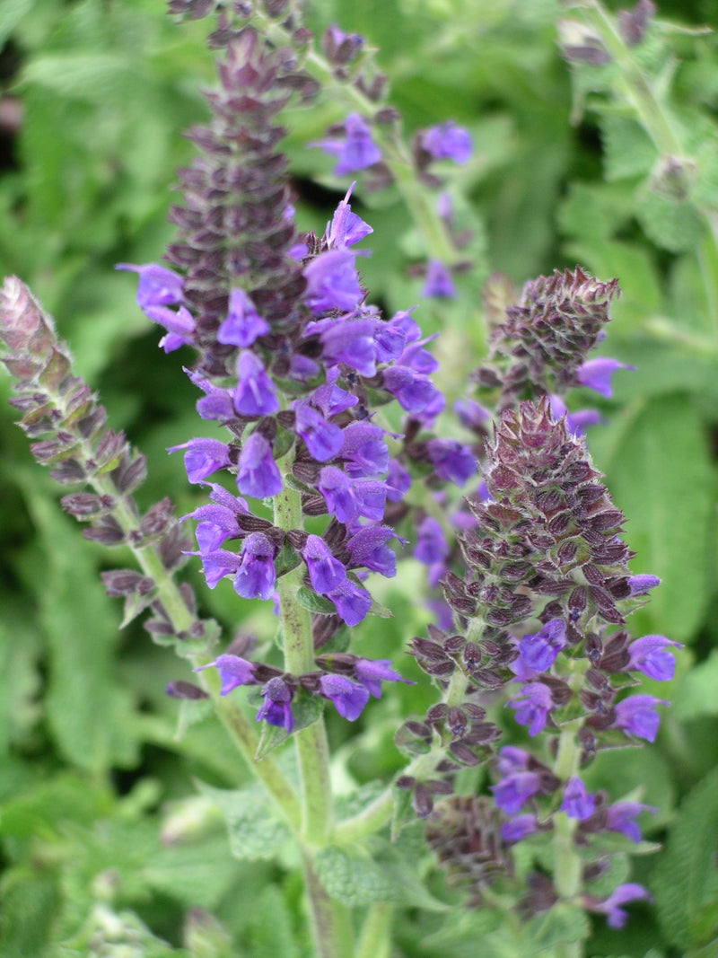 Salvia Marcus - 1 Gallon