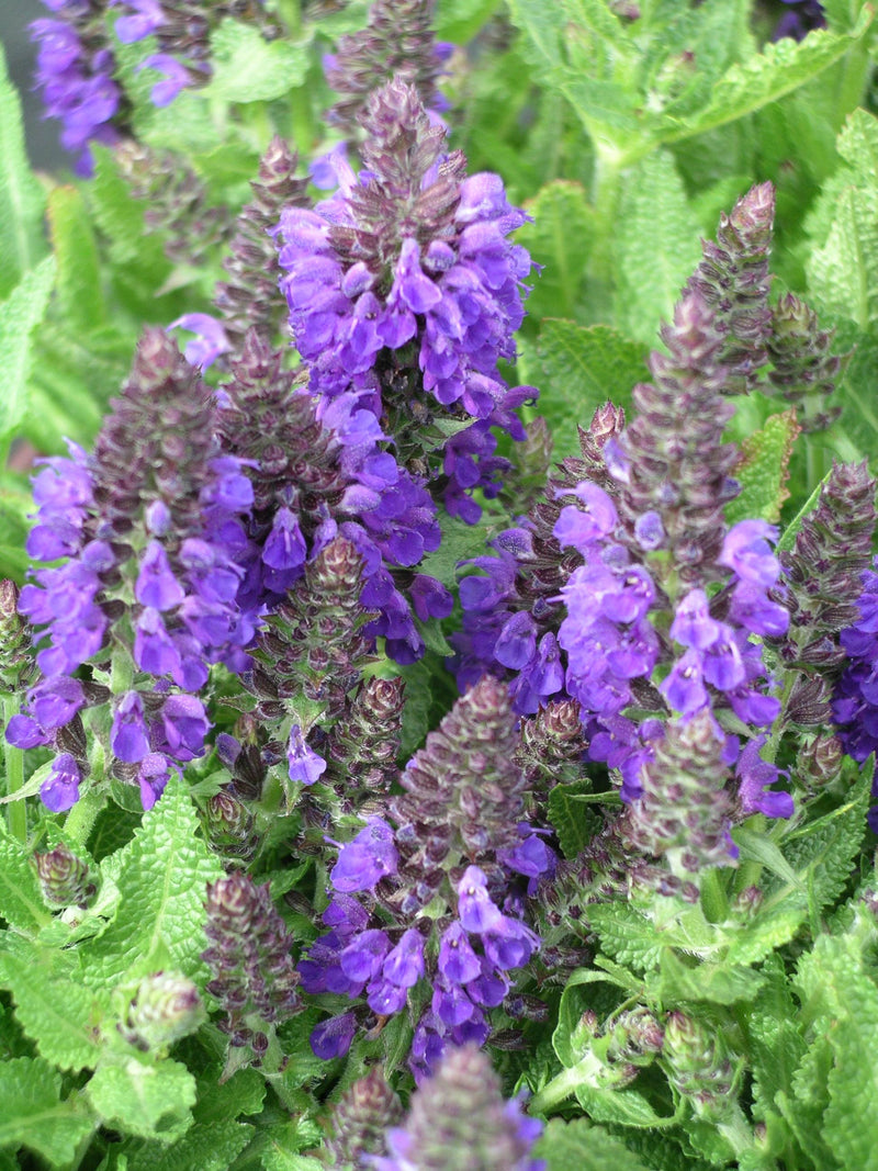 Salvia Marcus - 1 Gallon