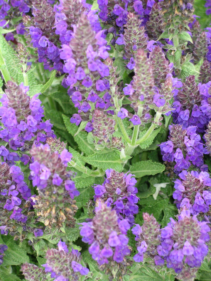 Salvia Marcus - 1 Gallon
