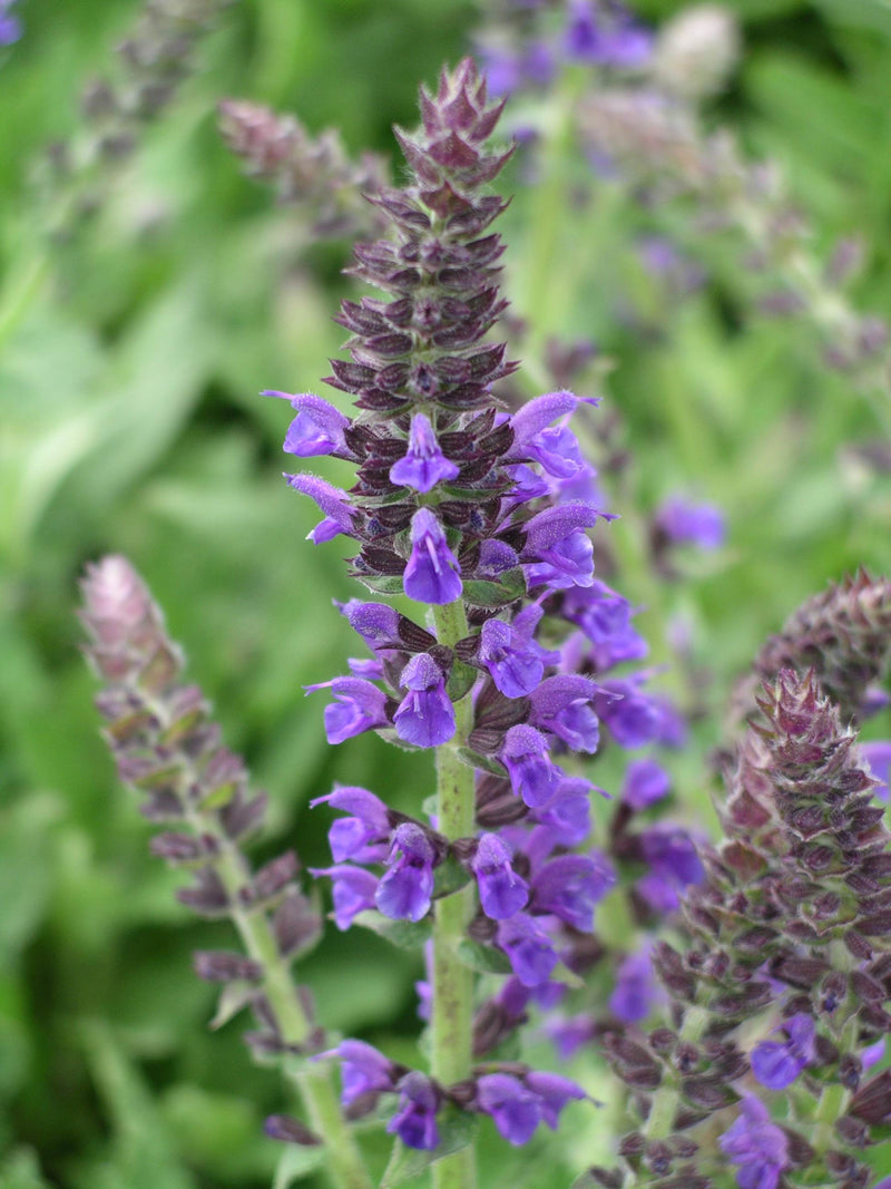 Salvia Marcus - 1 Gallon