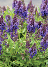 Salvia Marcus - 1 Gallon