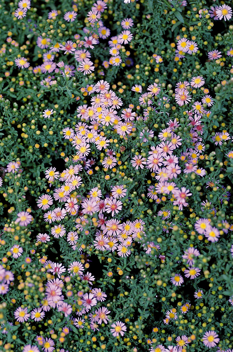 Aster Lovely - Quart