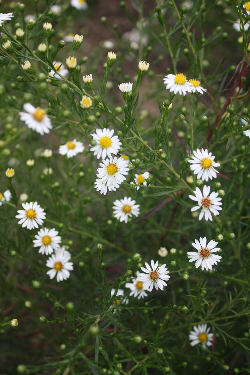 Aster Cape Cod - Quart