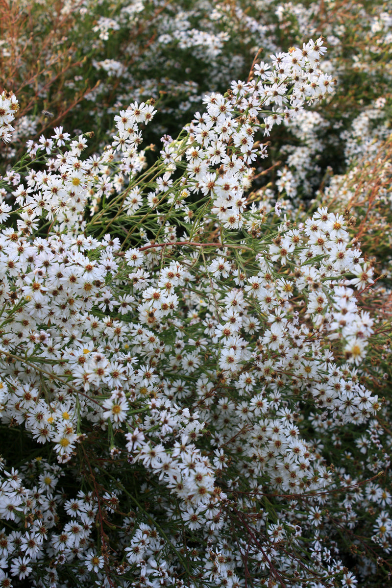 Aster Cape Cod - Quart