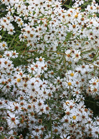 Aster Cape Cod - Quart