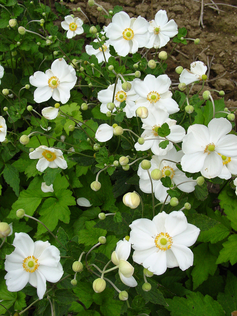 Anemone Honorine Jobert - 1 Gallon