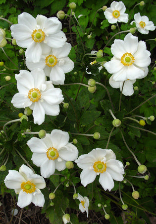 Anemone Honorine Jobert - 1 Gallon