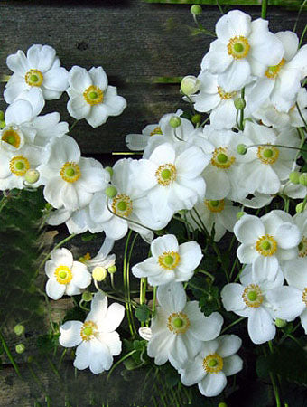 Anemone Honorine Jobert - 1 Gallon