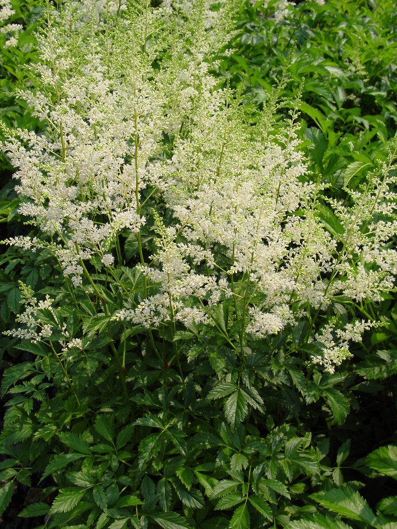 Astilbe Snowdrift - 1 Gallon