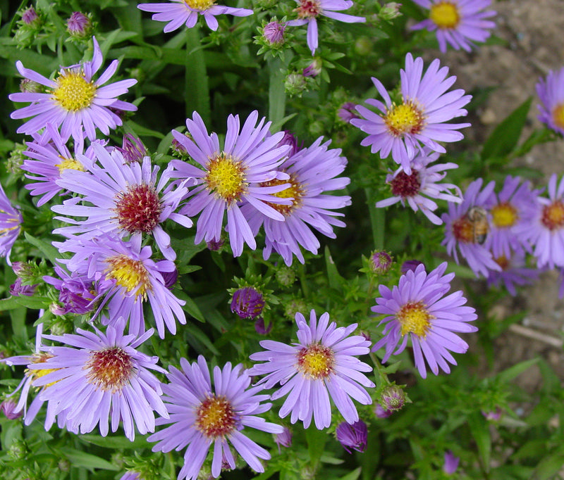Aster Woods Blue - 1 Gallon
