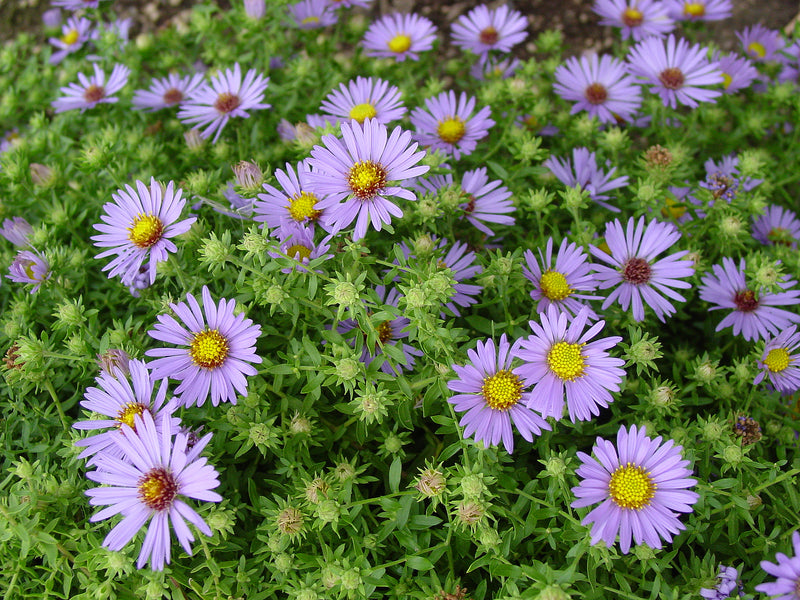 Aster Woods Blue - 1 Gallon