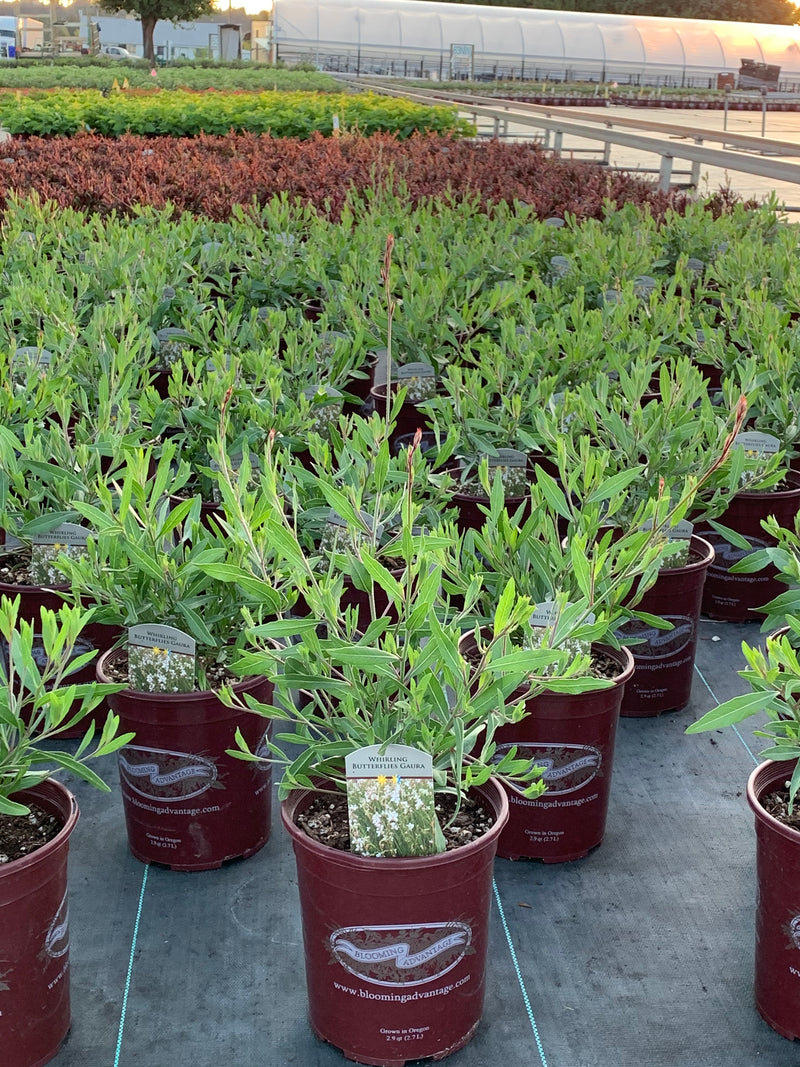 Gaura Whirling Butterflies - 1 Gallon