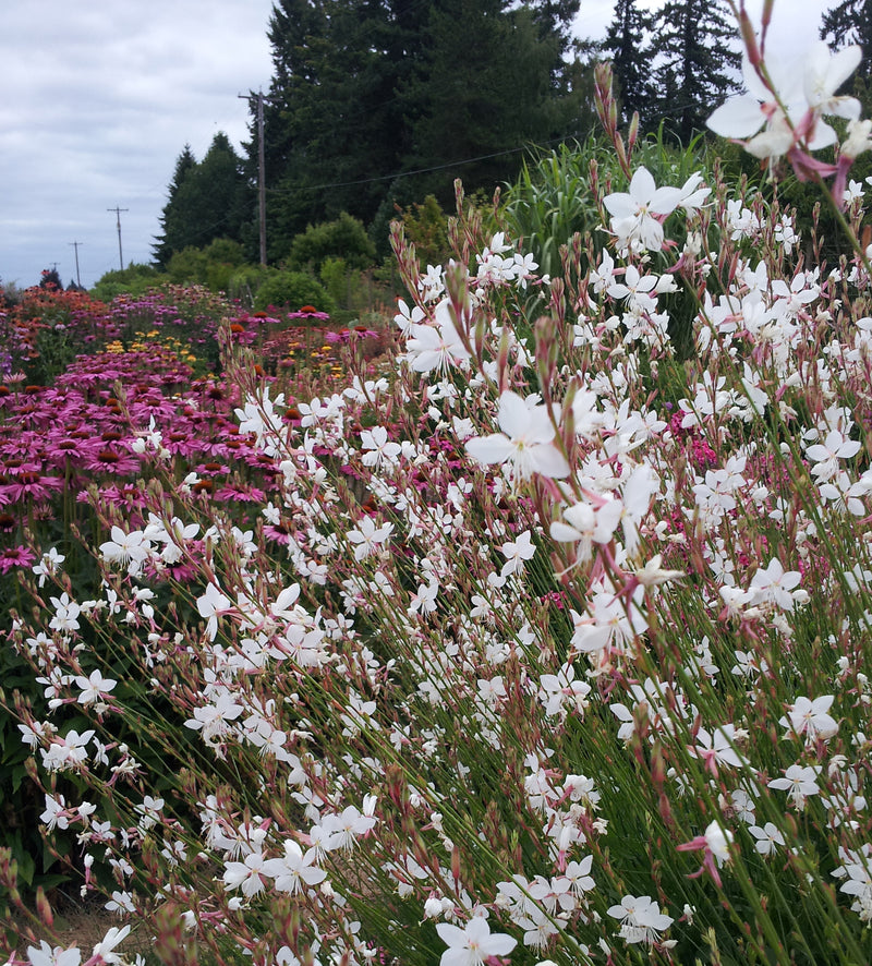Gaura Whirling Butterflies - 1 Gallon