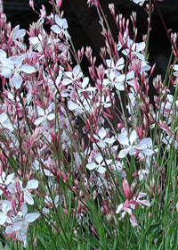 Gaura Whirling Butterflies - 1 Gallon